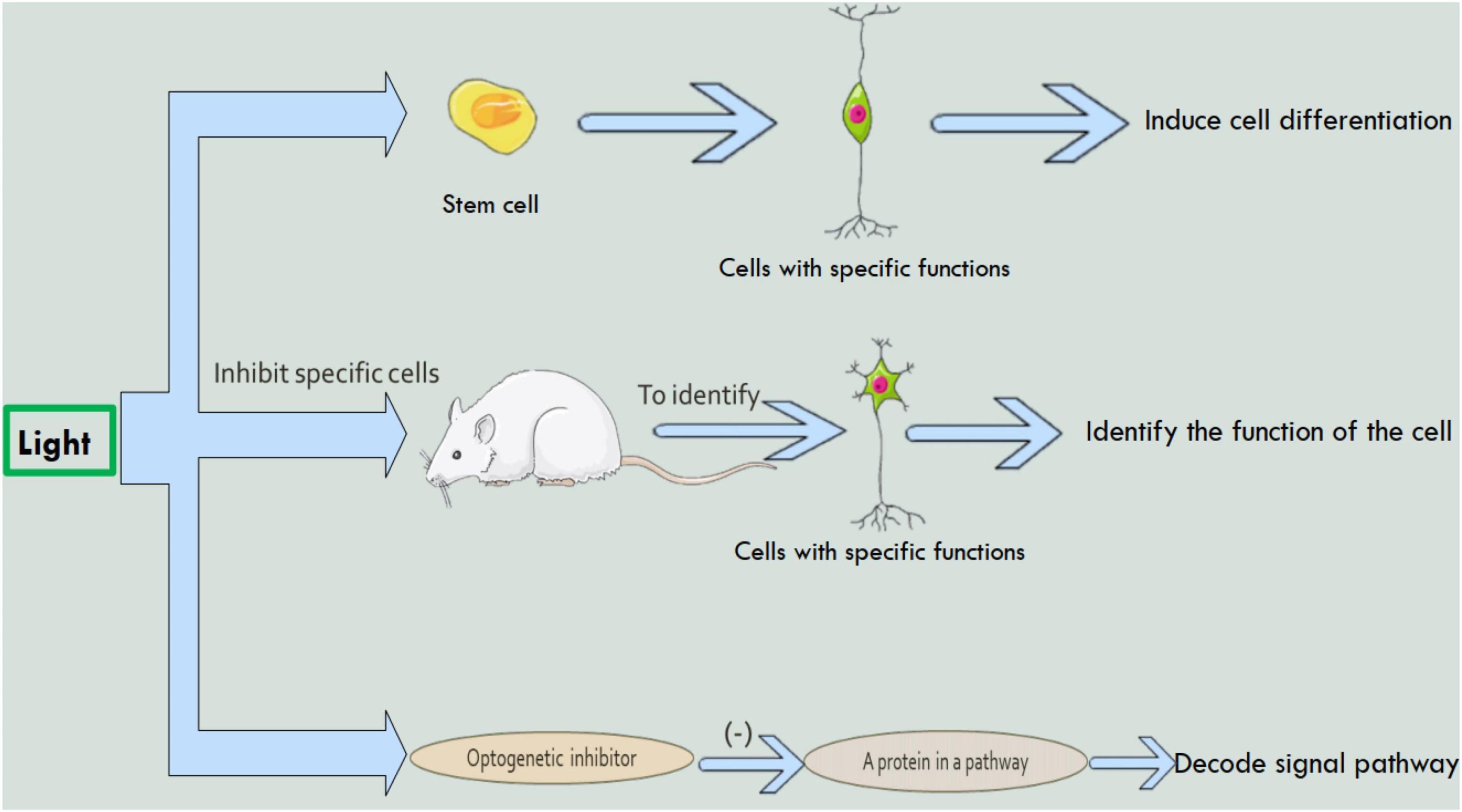 Applied Molecular Biology3
