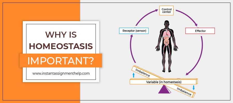 Why Is Homeostasis Important?