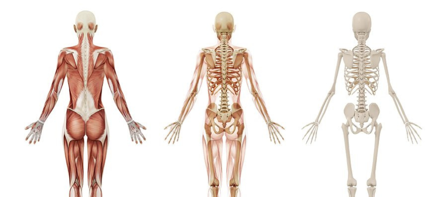 anatomy assignment help