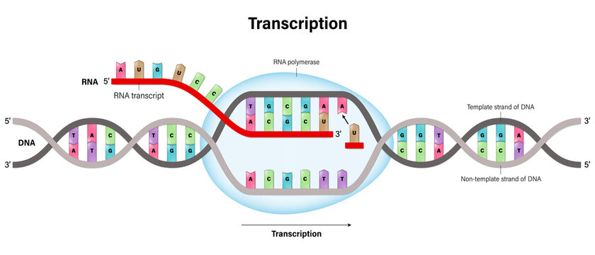 cell biology2