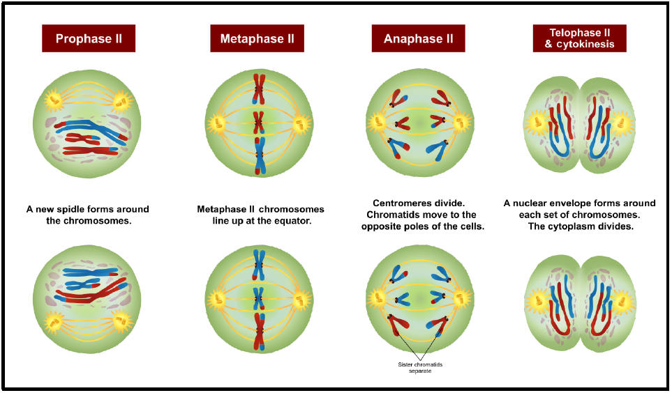 cell biology3