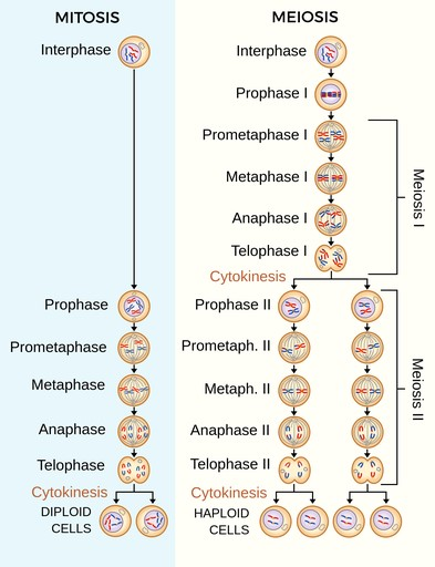 cell biology 4